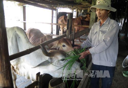 Hiệu quả từ nguồn vốn vay Ngân hàng chính sách xã hội 